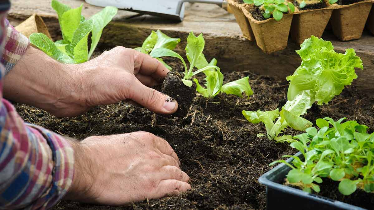 Vegetable Planting