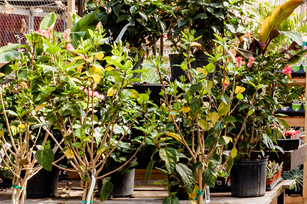 Trees & Shrubs, Niagara Garden Centre